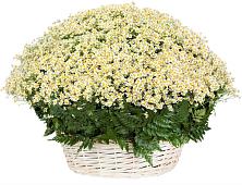 Цветочная композиция из Ромашки в корзине #REPLACE_PRED# Сынково
